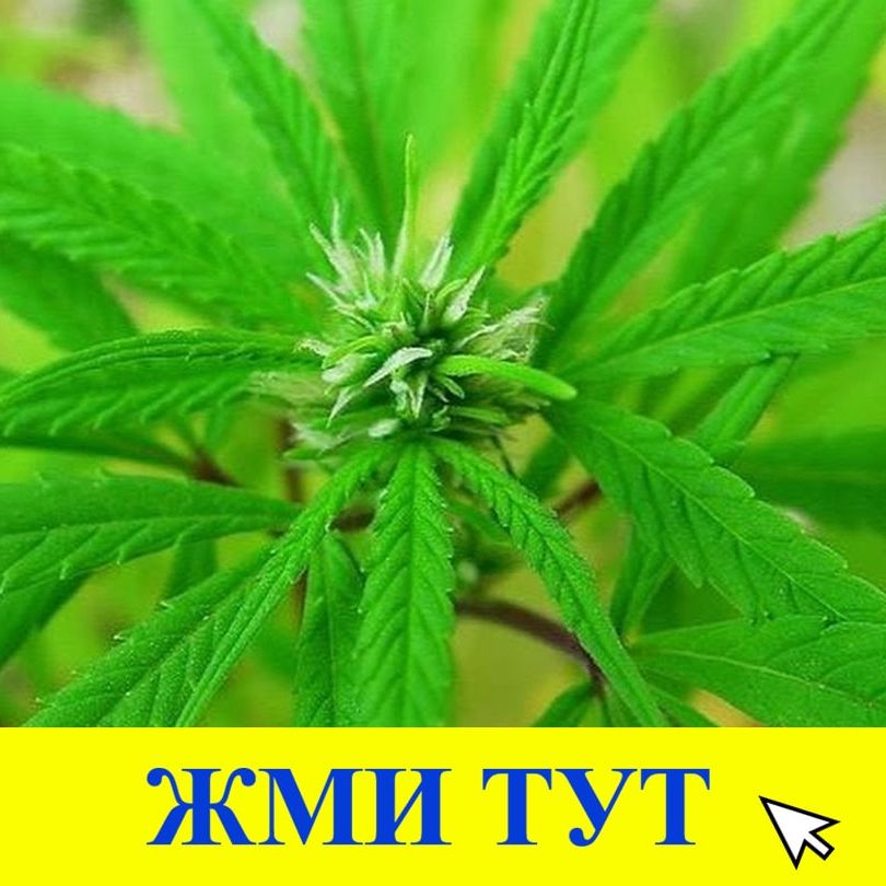 Купить наркотики в Тобольске